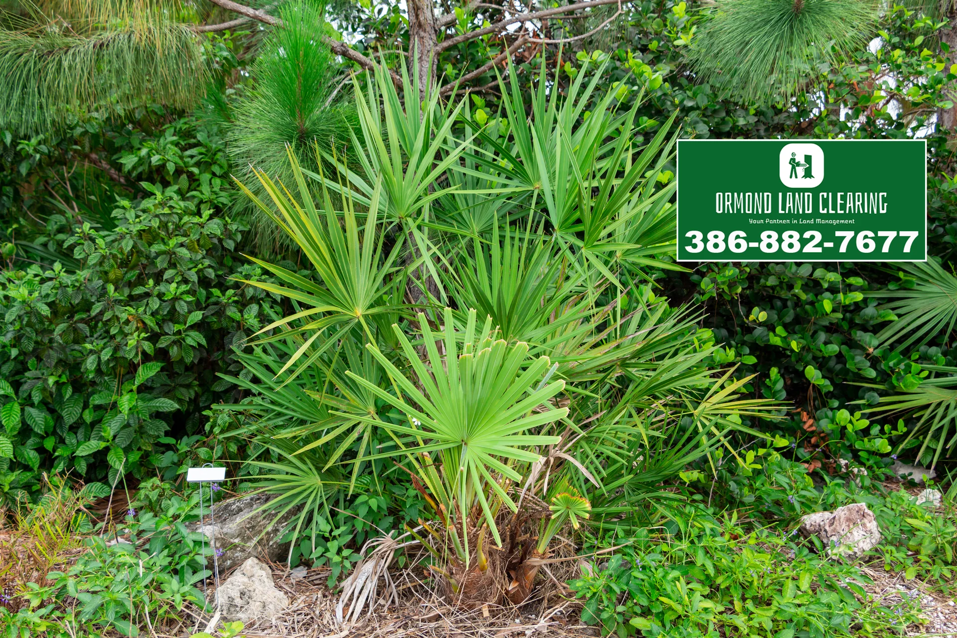 Land Clearing and Property Maintenance for Flagler Beach Homes and Acreage